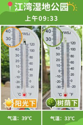 普降5-6℃！青山“大自然空調”免費又涼快  第17張