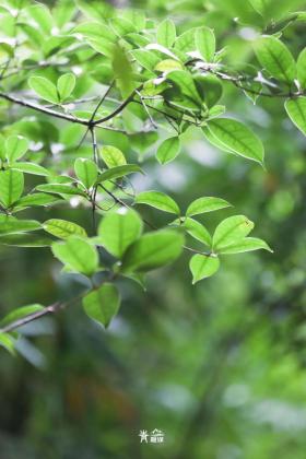 普降5-6℃！青山“大自然空調”免費又涼快  第48張