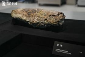 三星堆：多學(xué)科合作保護(hù) 室溫下展出象牙文物  第4張