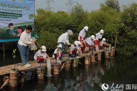 國能印尼爪哇發(fā)電公司舉辦紅樹林保護開放日活動