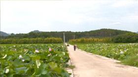 黃陂區(qū)蔡店街桃花村：百畝荷花 搖曳夏日畫卷