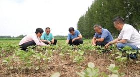 任城：農(nóng)技專(zhuān)家深入田間地頭 保障蔬菜糧食穩(wěn)產(chǎn)供應(yīng)